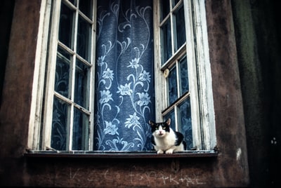 黑白相间的猫在打开的窗户上跳跃